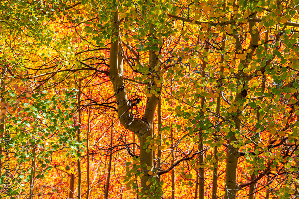 autumn leaves background