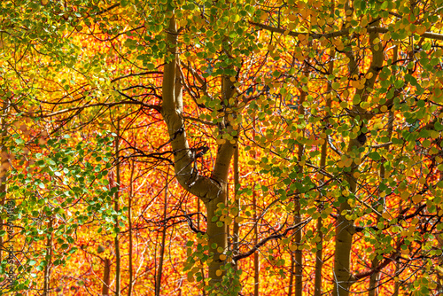 autumn leaves background © logan