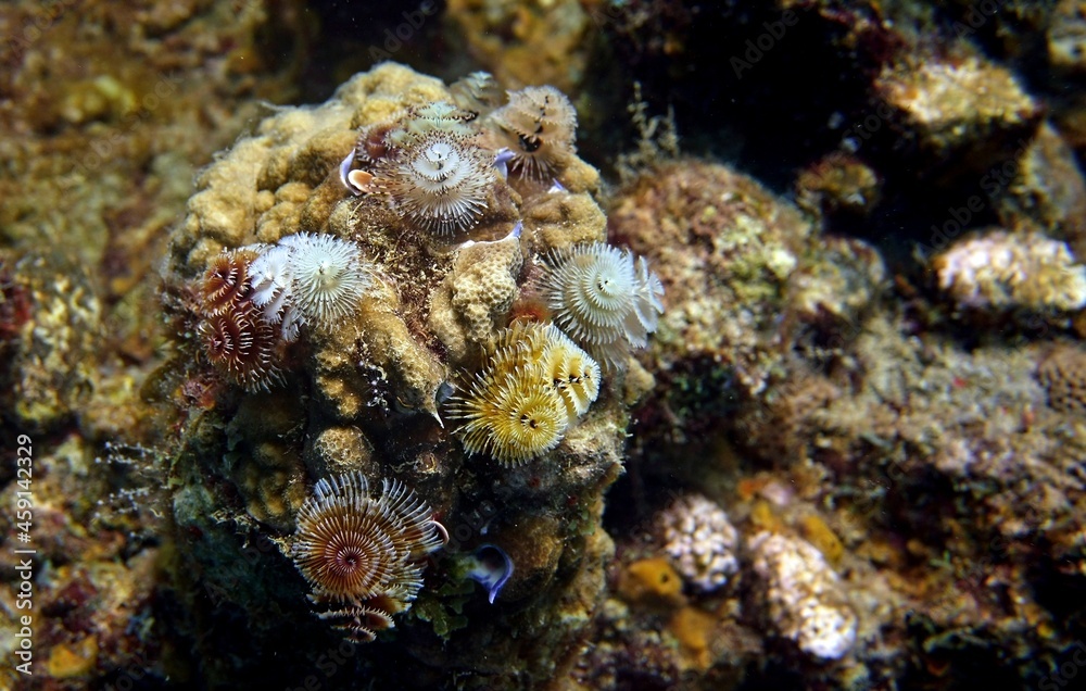 Underwater photo of a small sea anemones clinging to coral in a reef environment in the Caribbean ocean Underwater photo of a small sea anemones clinging to coral in a reef environment in the Caribbean ocean