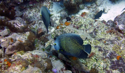Underwater photo of two French Angelfish swimming in a healthy reef area