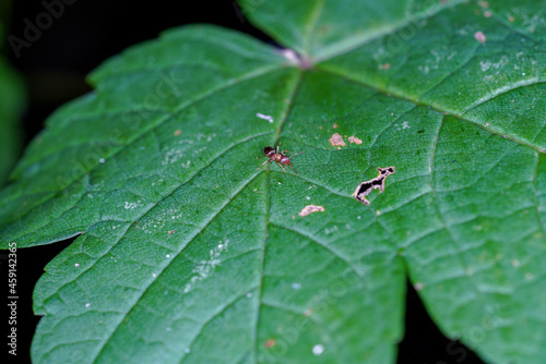ants on leaf