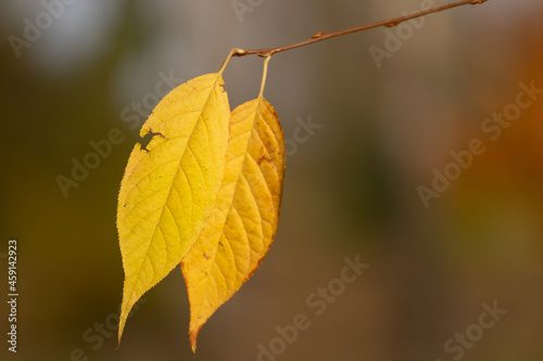 Two yellow leaves on a thin twig on a sunny autumn day