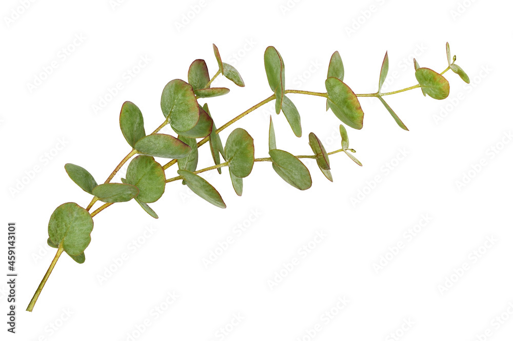 Ddecorative eucalyptus green leaves isolated Ddecorative eucalyptus green leaves isolated