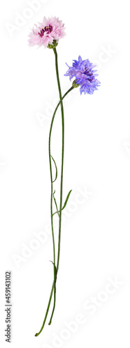 Blue and pink knapweed flow...