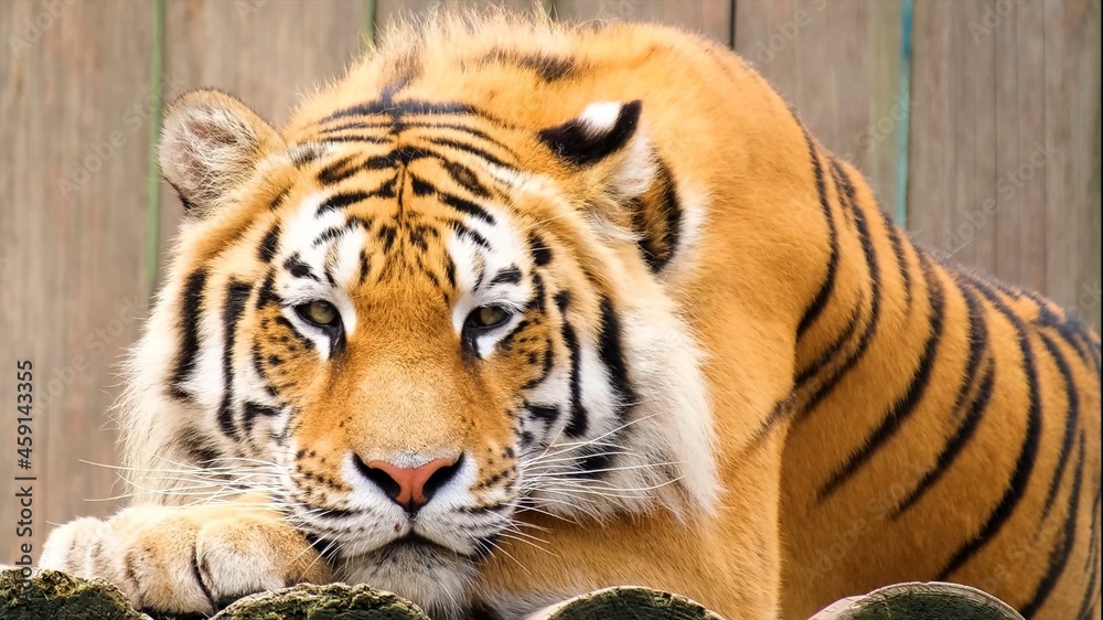 Fototapeta premium tiger in the zoo
