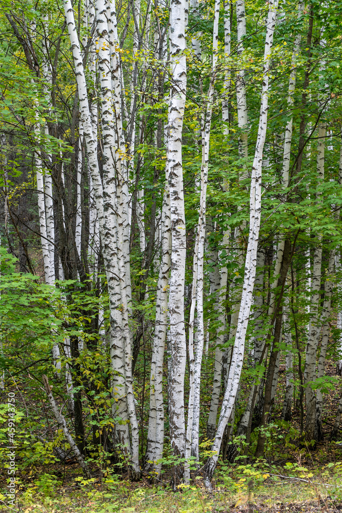 A group of young birches in early autumn. A group of young birches in early autumn.