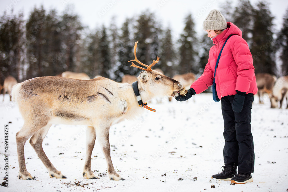 Cute girl on reindeer farm in Finland Cute girl on reindeer farm in Finland