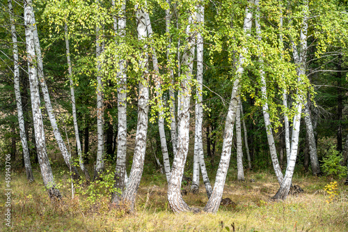 A group of young birches in early autumn.