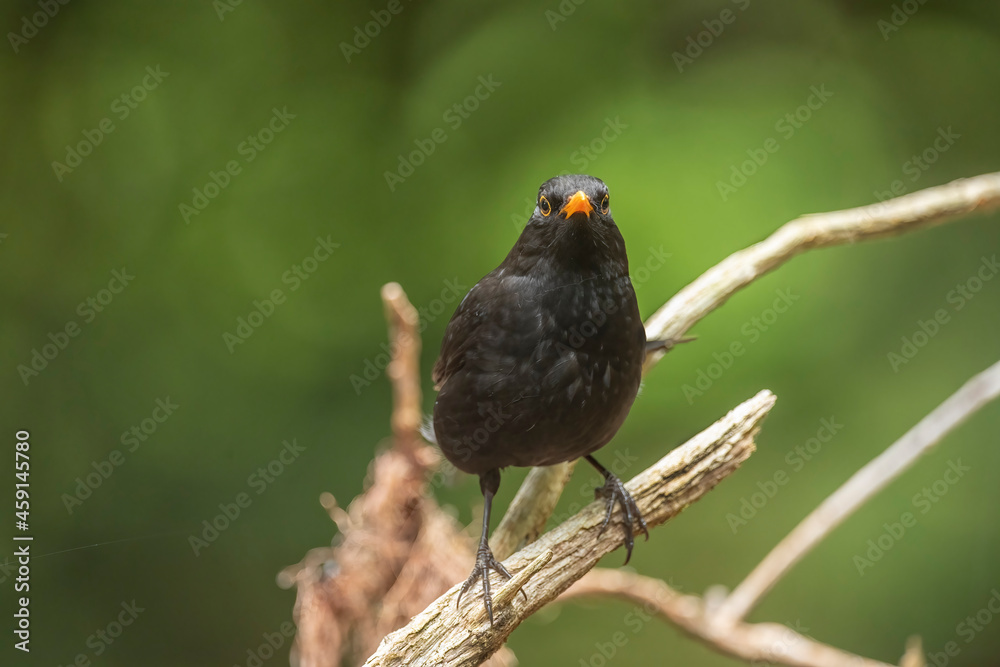 Blackbird, male, perched on a branch in a forest, close up in Scotland, looking forwards in the summer time Blackbird, male, perched on a branch in a forest, close up in Scotland, looking forwards in the summer time