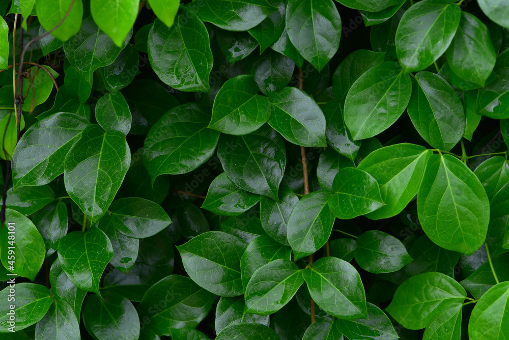 Full frame green leaf background decorate in the gardent house is very fresh and look cool after rain. Full frame green leaf background decorate in the gardent house is very fresh and look cool after rain.
