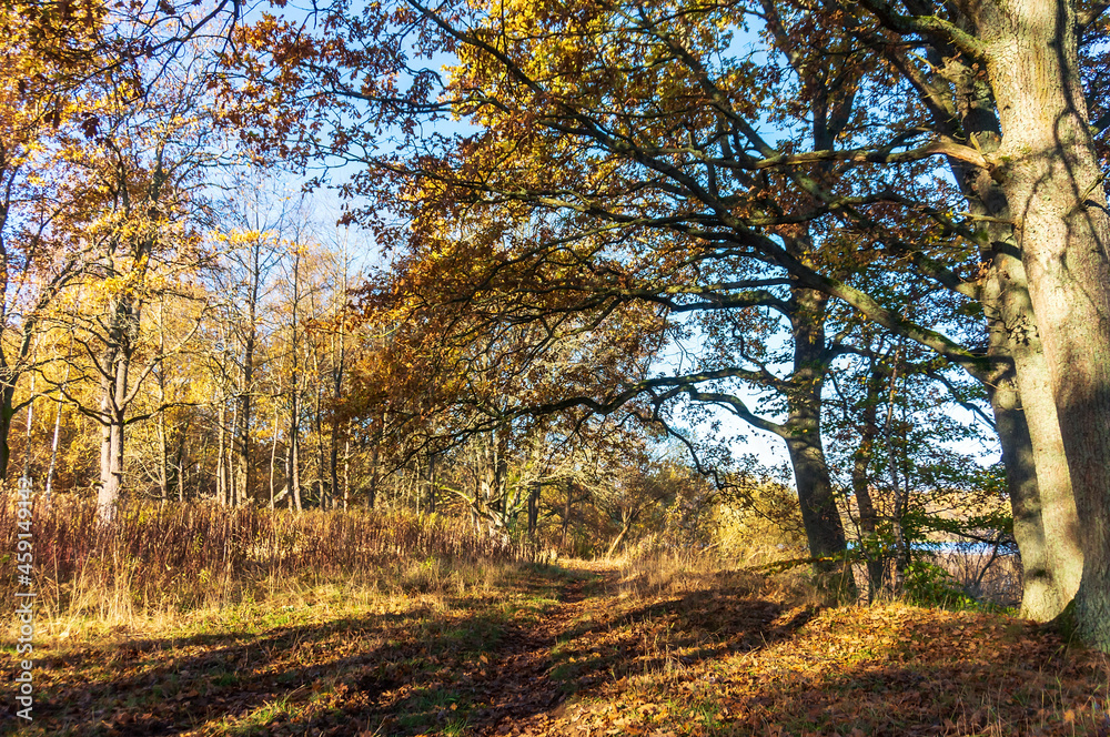 Fototapeta premium Autumn forest. Autumn in the Park. Yellow and red leaves on trees in autumn. A forest road.