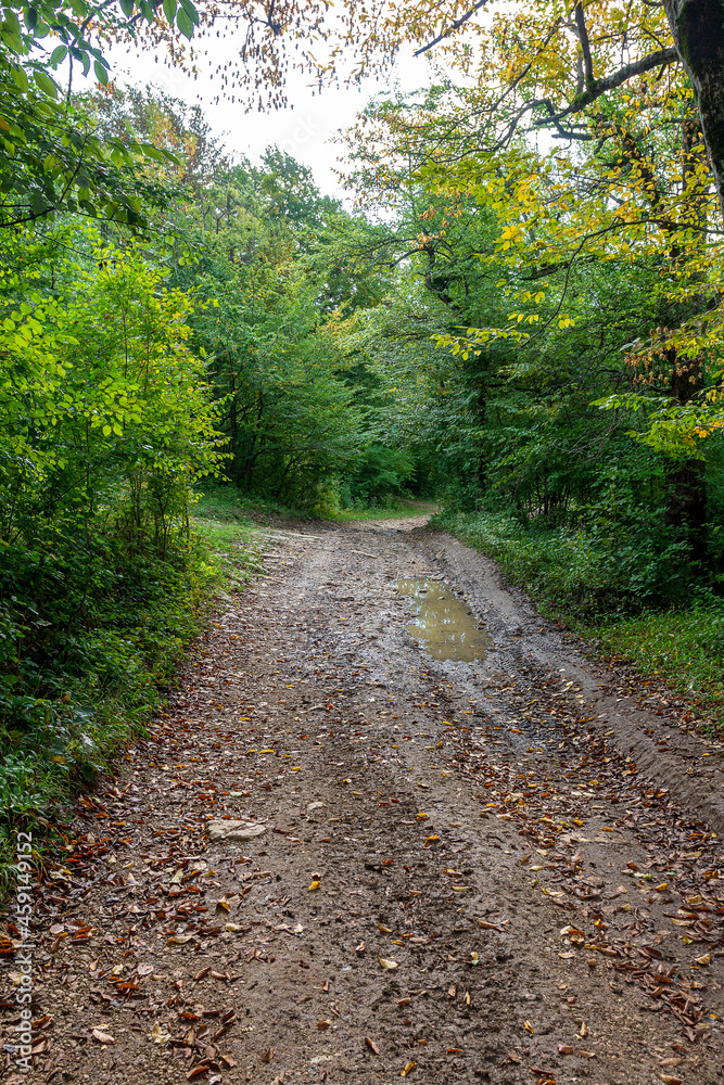 The beginning of autumn in nature, walking through the forest on a sunny day on a primer.