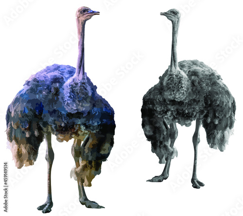 Two ostriches in color and shades of gray stand side by side in a mirror image. African ostriches isolated on white background. Illustration. Vector.