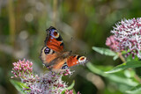 European peacock butterfly (Aglais io) rests on some pink flowers.
