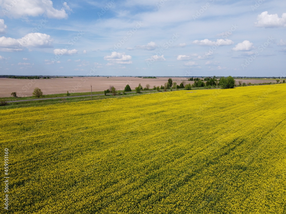 Picturesque rapeseed field under the blue sky. Farmland covered with flowering rapeseed, aerial view.