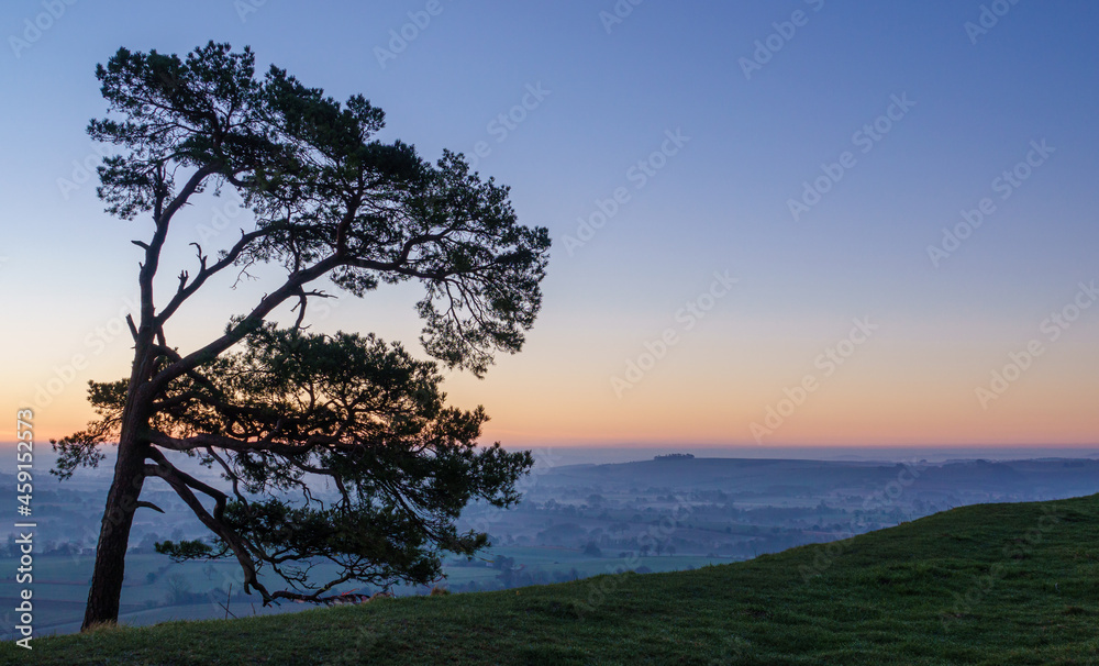 sunrise on the horizon silhouettes a lone scots pine tree with mist filled valley below in the vale of Pewsey below; Martinsell Hill, Wiltshire, North Wessex Downs AONB