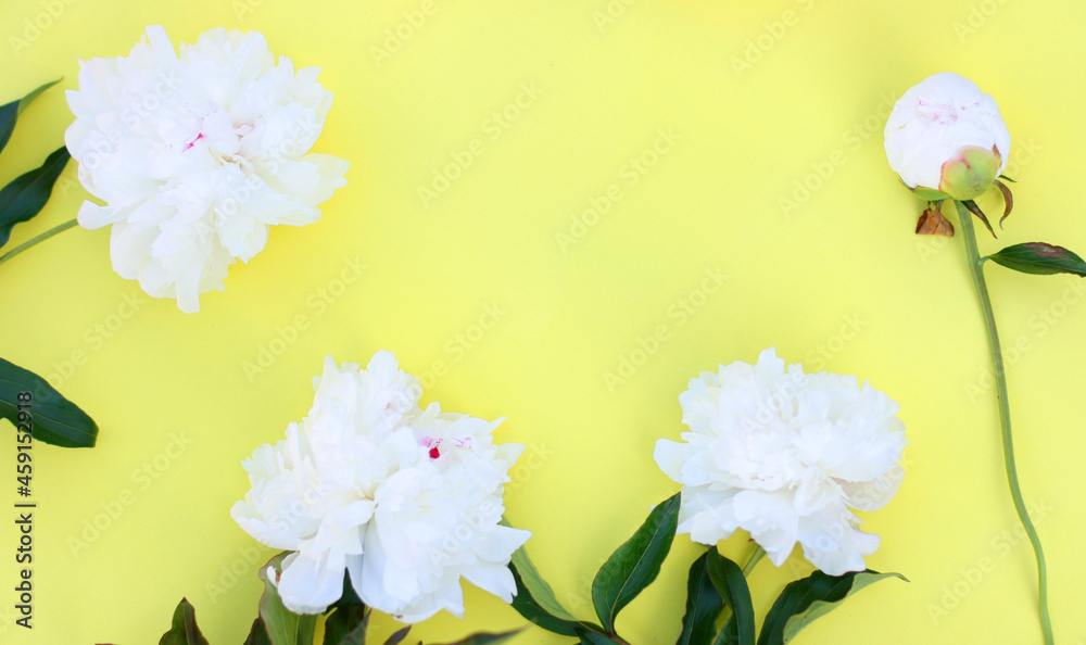 Photo of white pion flowers with yellow background. Summer concept. Floral background for web site, greeting card, banner, flower shop. Flat lay with copy space Photo of white pion flowers with yellow background. Summer concept. Floral background for web site, greeting card, banner, flower shop. Flat lay with copy space