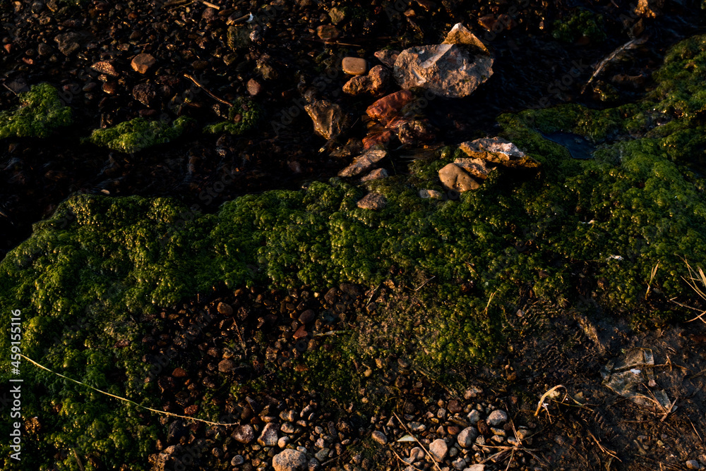green moss on the rock green moss on the rock