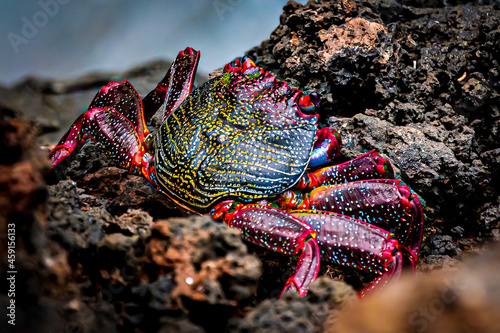 Εκτύπωση καμβά macro shot of colorful crab on a wet stone