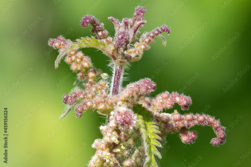 Close up of seeds on a stinging nettle (urtica dioica) plant Close up of seeds on a stinging nettle (urtica dioica) plant