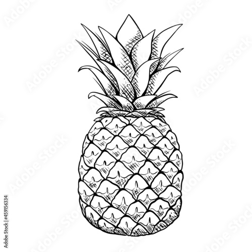 Pineapple drawing isolated on white background