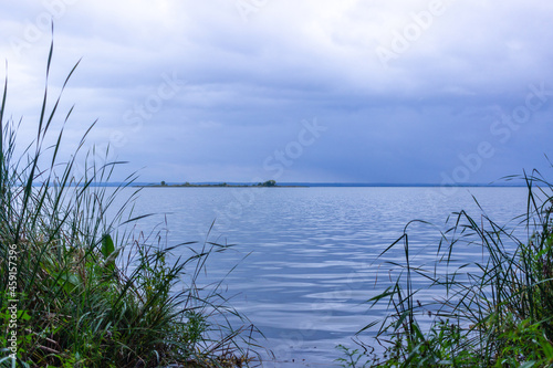 reeds on the water