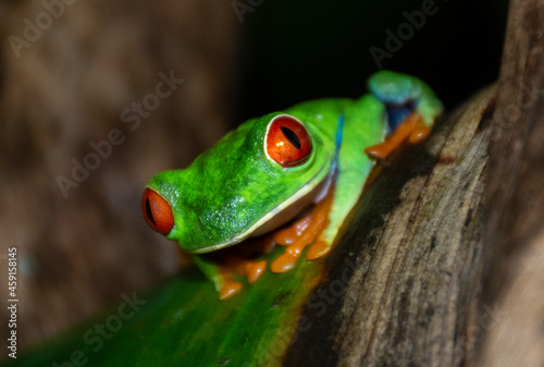 Red Eye Tree Frog Up Close
