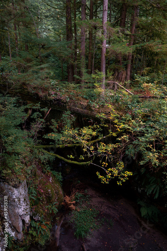 Capilano Provincial Park Vancouver