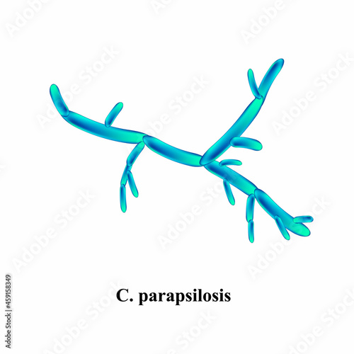 C. parapsilosis candida. Pathogenic yeast-like fungi of the Candida type morphological structure. Vector illustration on isolated background