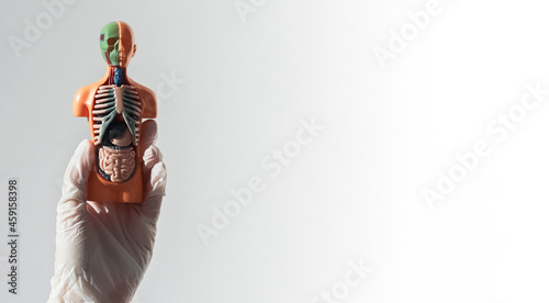 3d skinless human model with inner organs inside over white gray background with copy space.