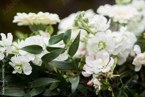 Beautiful background of white Floweris in spring garden. Selective focus. photo