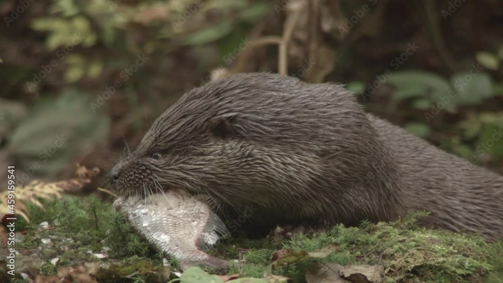 European otter in autumn - germany European otter in autumn - germany