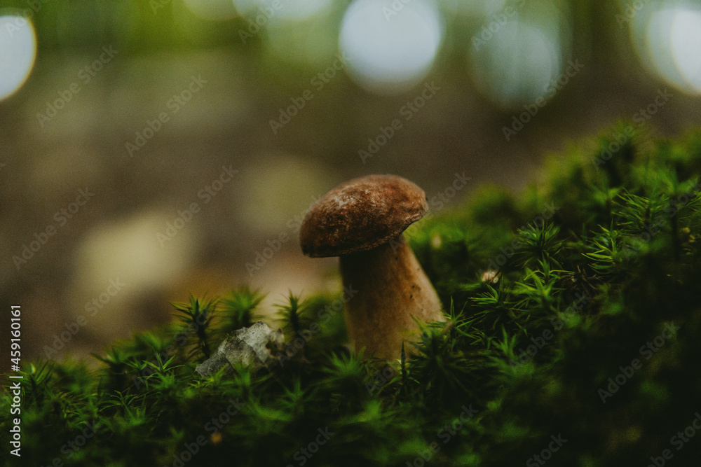 Grzyb borowik szlachetny rosnący na mchu