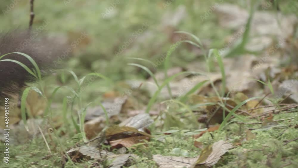 european squirrel in a German forest european squirrel in a German forest