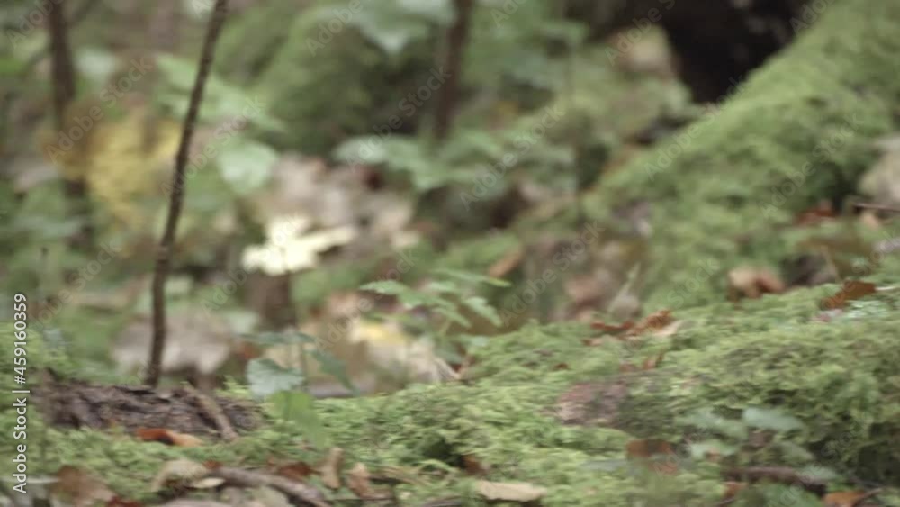 european squirrel in a German forest european squirrel in a German forest