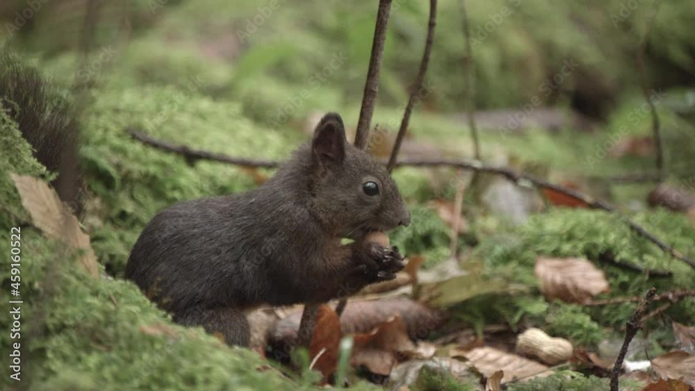 european squirrel in a German forest european squirrel in a German forest