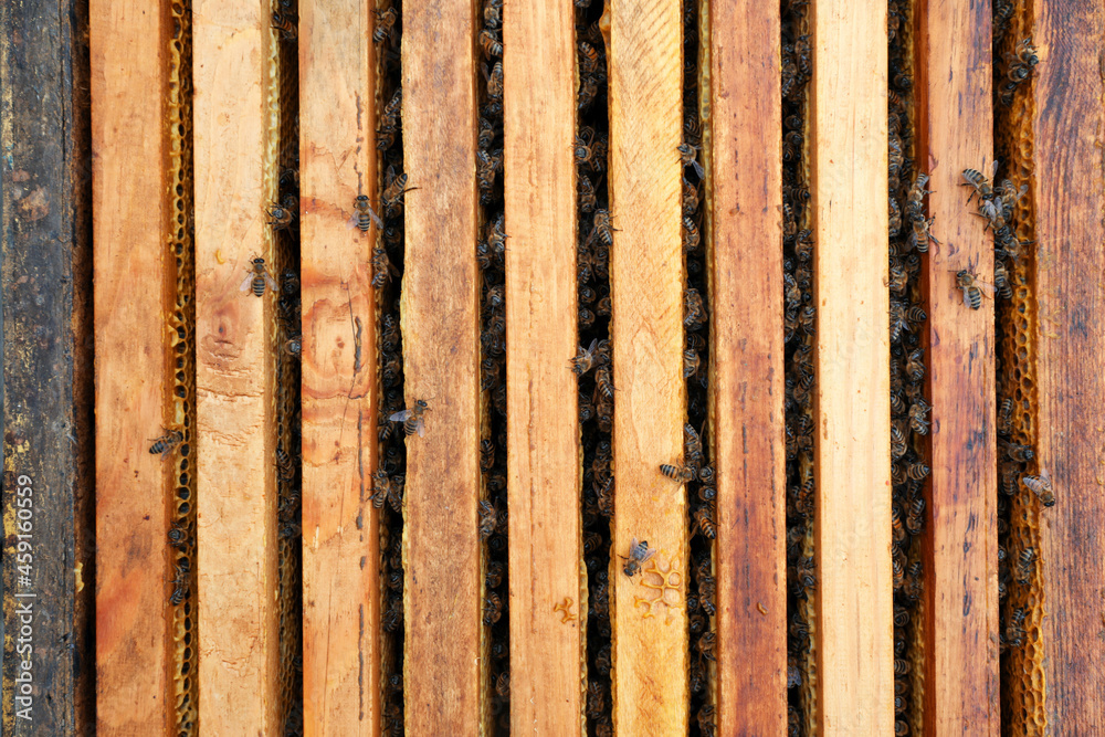 Many hive frames with bees as background, top view Many hive frames with bees as background, top view