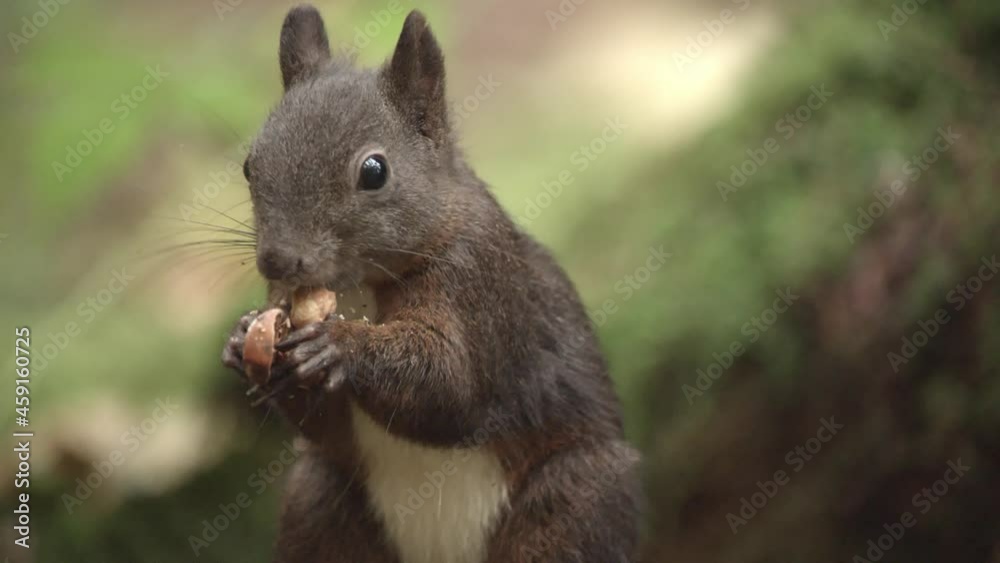 european squirrel in a German forest european squirrel in a German forest