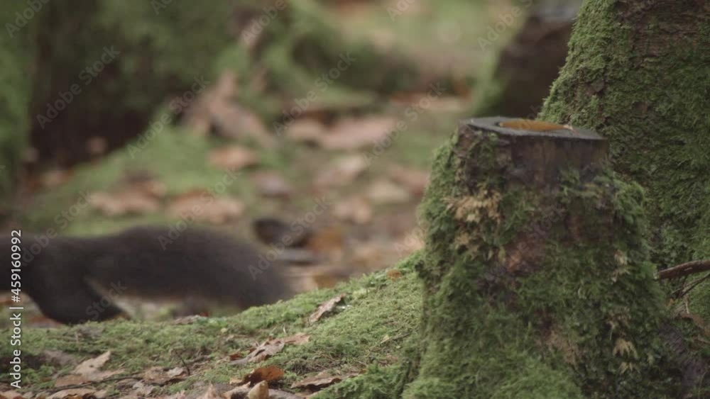european squirrel in a German forest european squirrel in a German forest