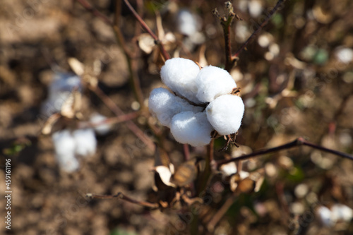 cotton in its plant ready to be harvested by the harvesting machine. It is organic cotton with no artificial treatments.