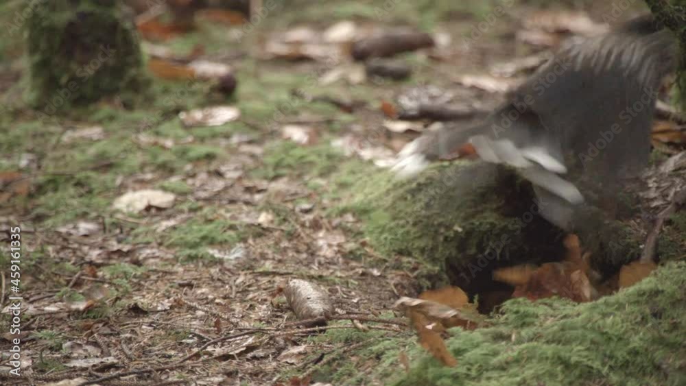 european squirrel in a German forest european squirrel in a German forest