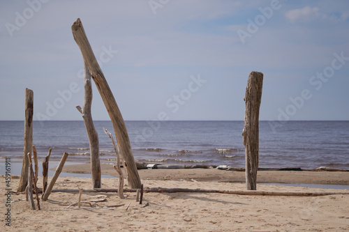 A piece of dry trees stuck in the sand on the beach.