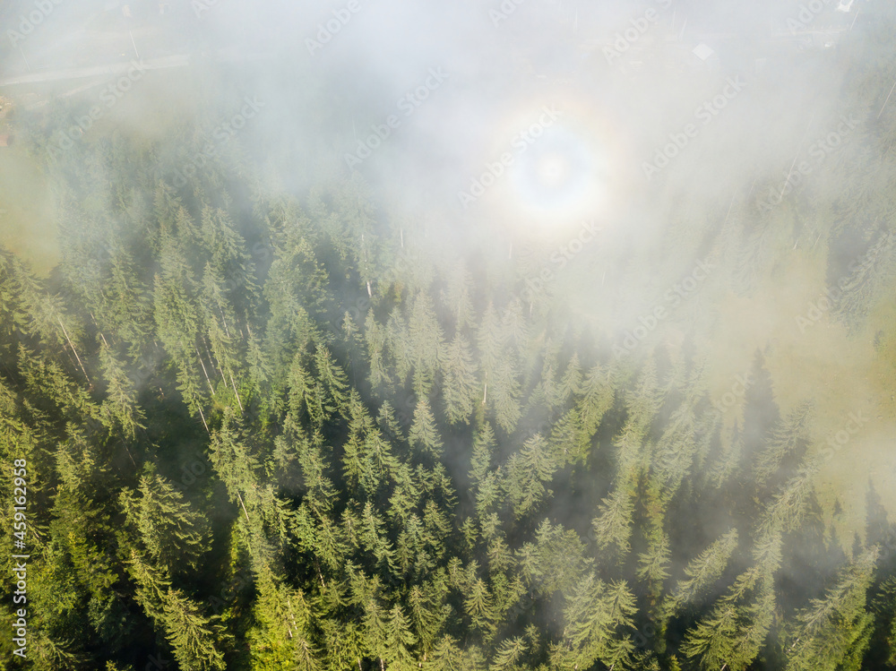 Fototapeta Coniferous mountain forest in the morning thin fog. Fog covers the Ukrainian slopes of the mountains. Aerial drone top view.