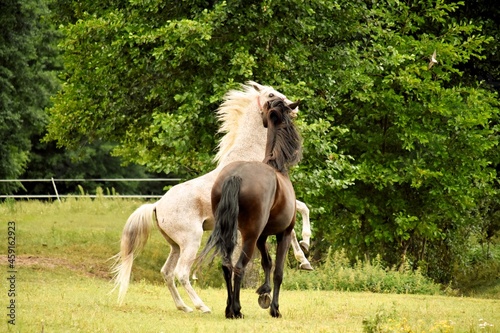 horses on the meadow  farm  herd  stallion  mare