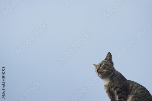Cat against the clear blue sky with copy space. Cat stock photo.