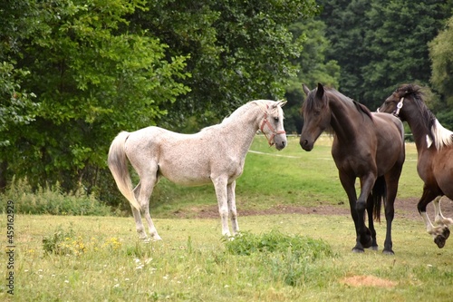 horses on the meadow, farm, herd, stallion, mare