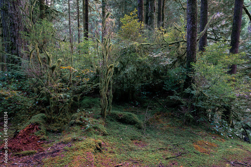 forest