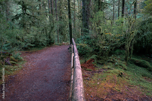 wooden fence in the forest