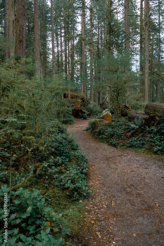 path in the woods