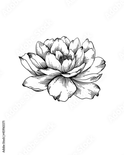 Wildflower peony flower in a style isolated. Full name of the plant: peony. w...